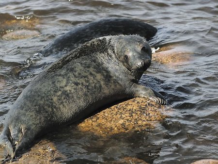 Baltic fleet hydrographers save gray seal cub